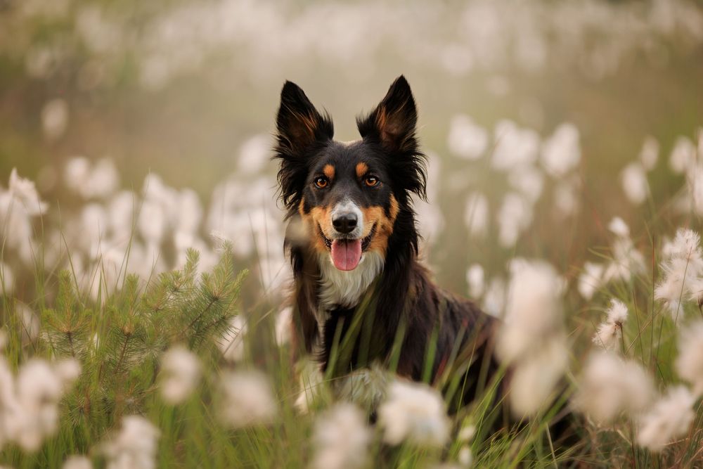 Border collie sitting in a meadow of white wildflowers during golden hour.