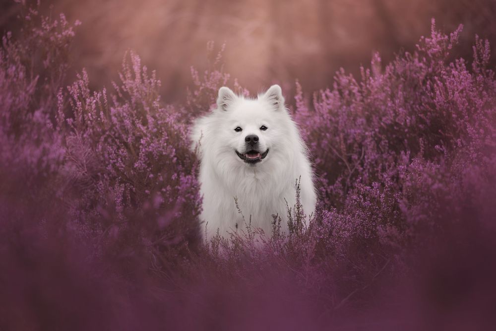 White dog sitting among purple heather flowers in soft dreamy lighting.