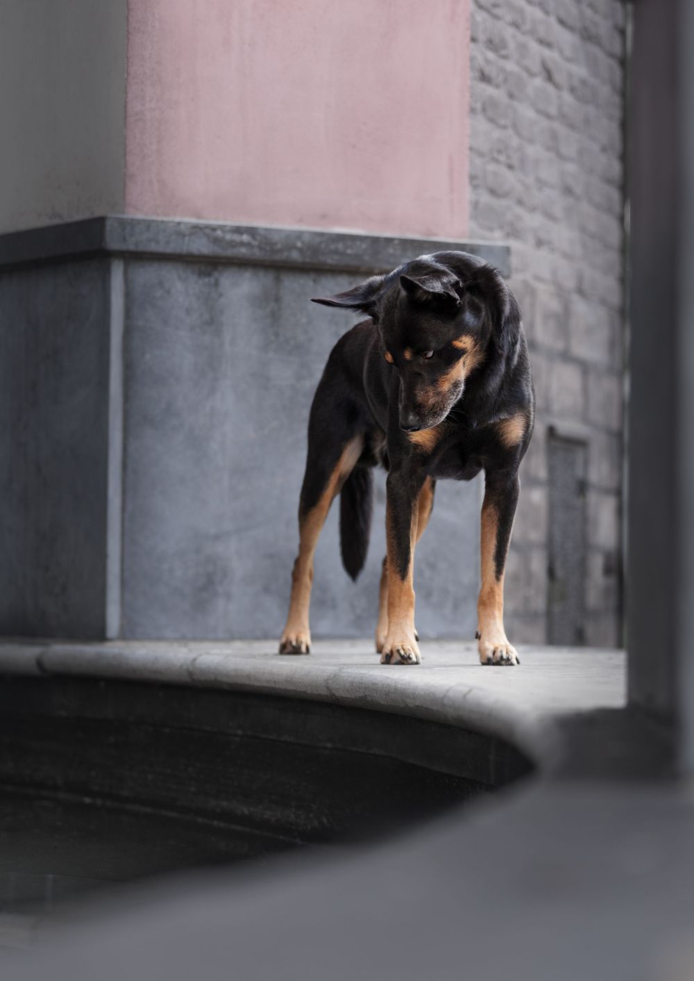 A australian kelpie stands alertly on a concrete ledge against an urban backdrop.