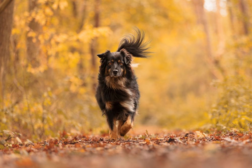 Dogs running and playing in autumn leaves with golden yellow foliage in the background.
