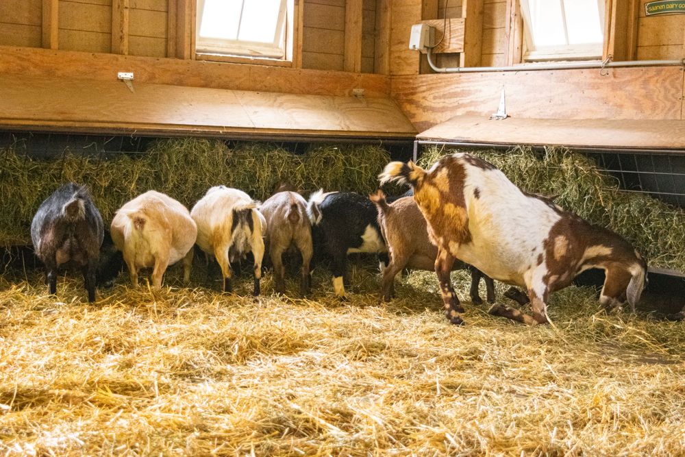 A group of goats eating hay together inside a wooden barn stall.