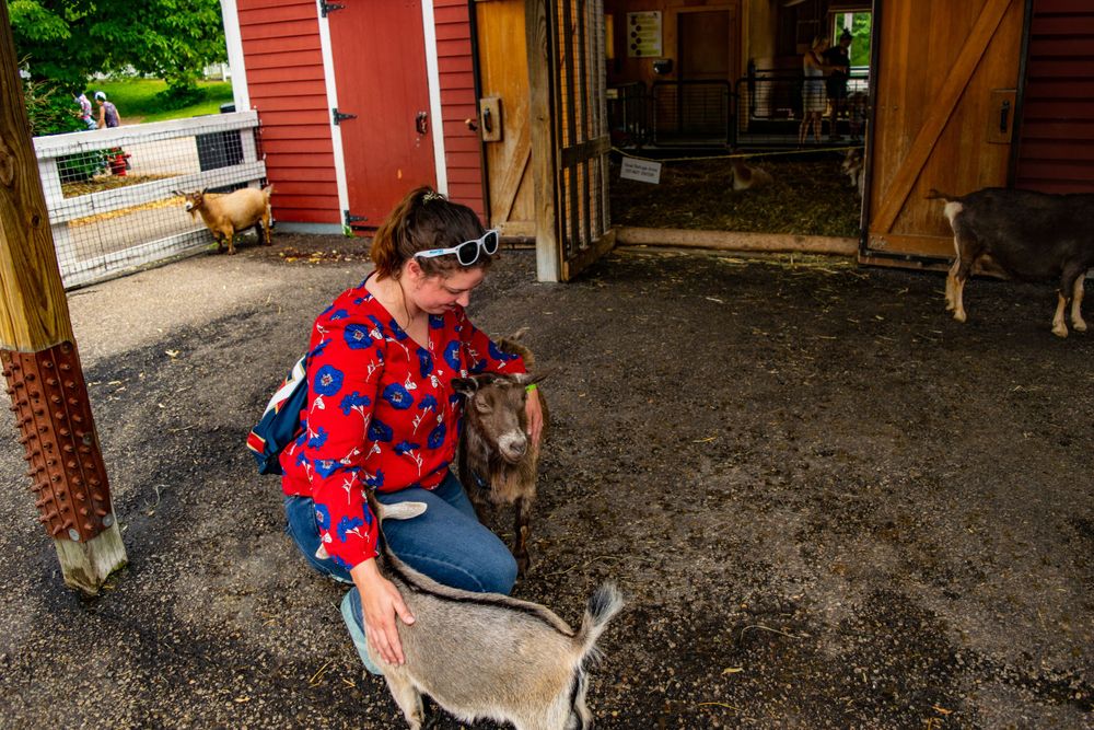 A person interacts with a young goat in front of a red barn building.