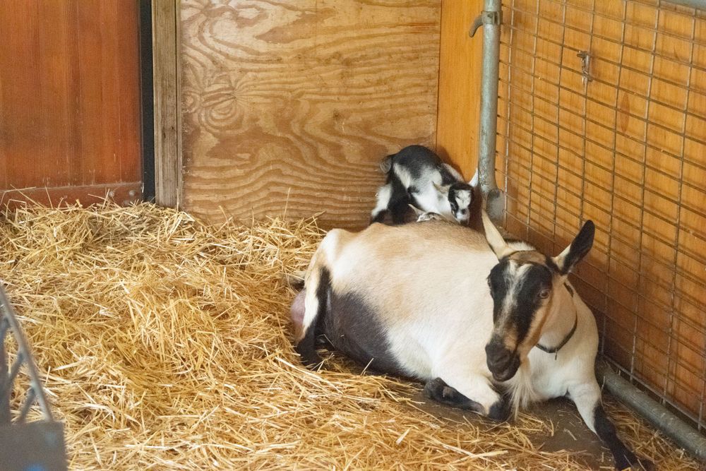 Two goats rest together on hay bedding inside their wooden pen.