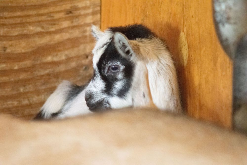 Close-up portrait of a black and white baby goat resting in a wooden enclosure.