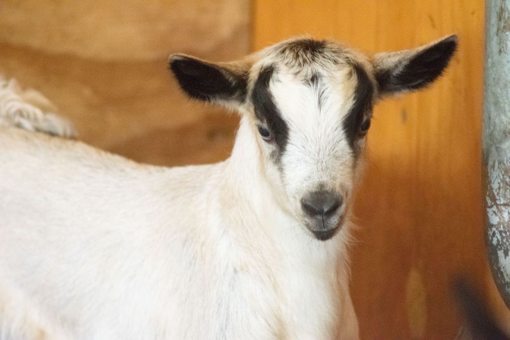 Portrait of a young white goat with black markings on its face looking directly at the camera.