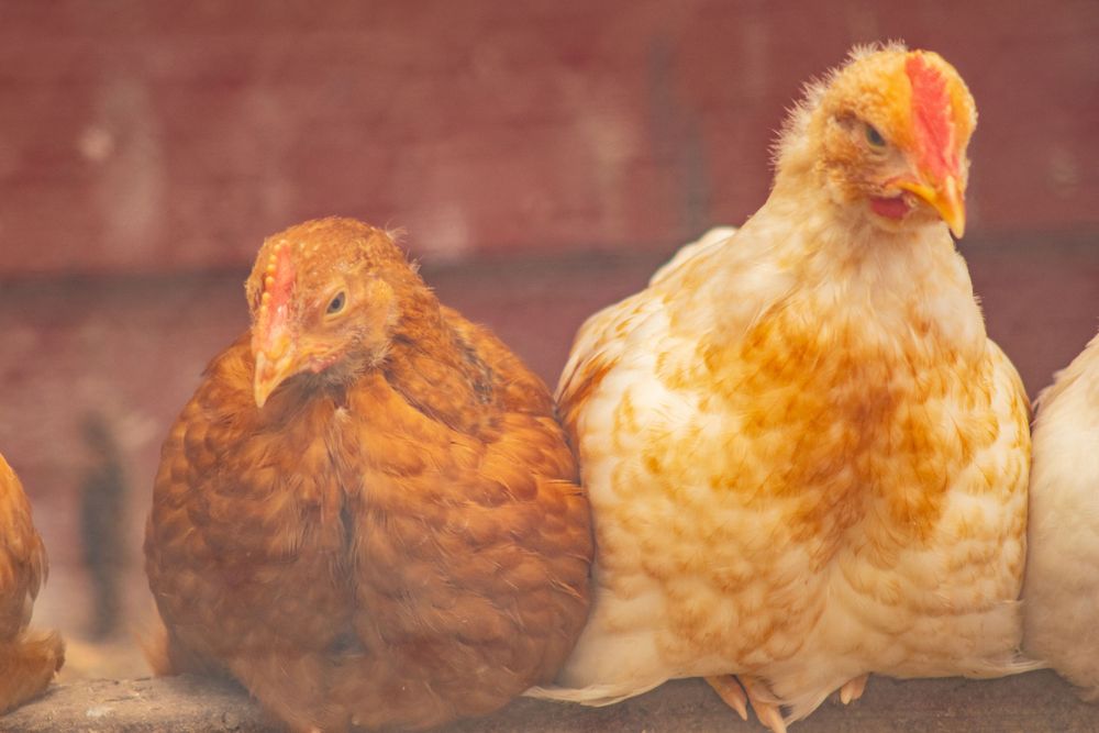 Two chickens, one brown and one light colored, sitting together in a coop.
