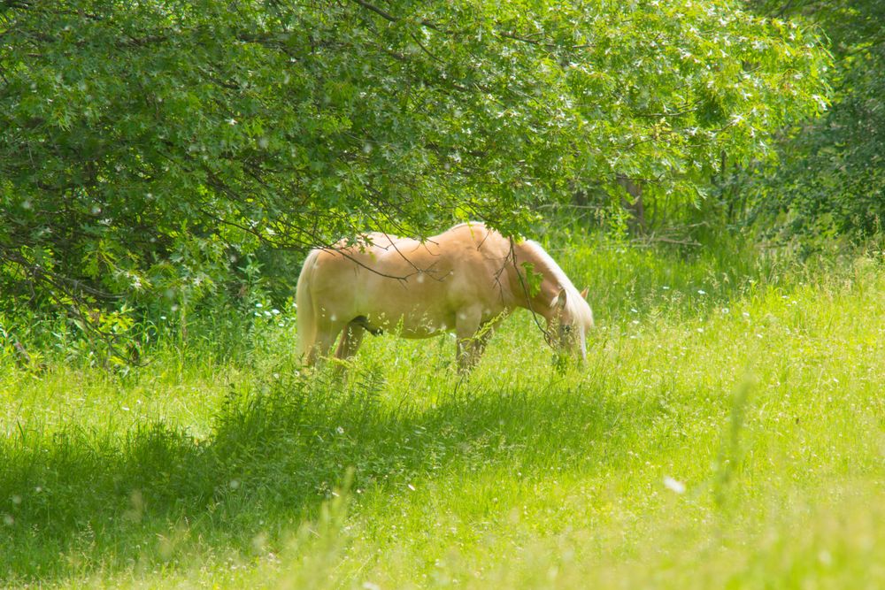 A cream-colored pony grazes in a lush green meadow on a sunny day.