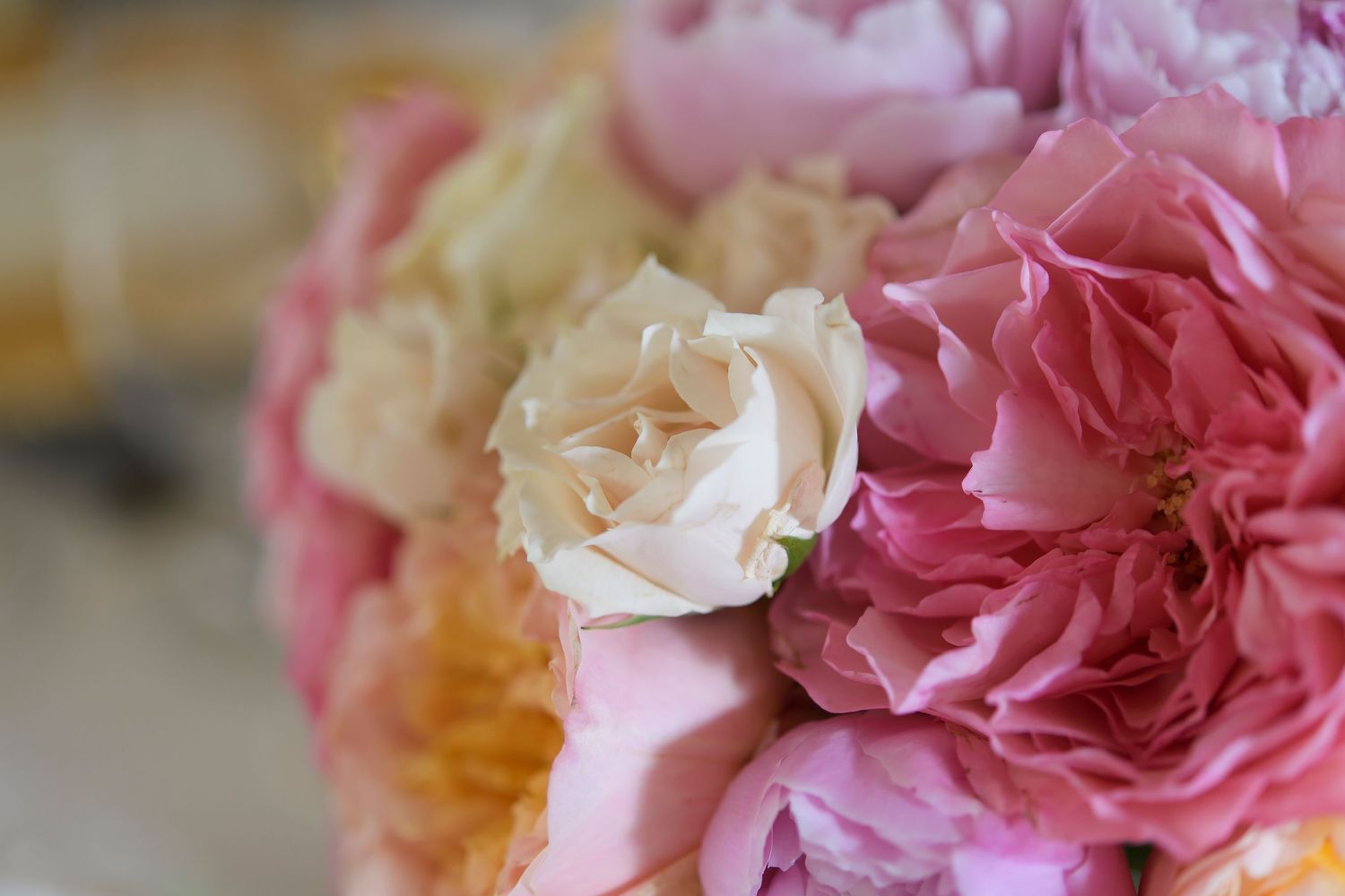 Close-up of pink and cream roses in a soft focus arrangement.