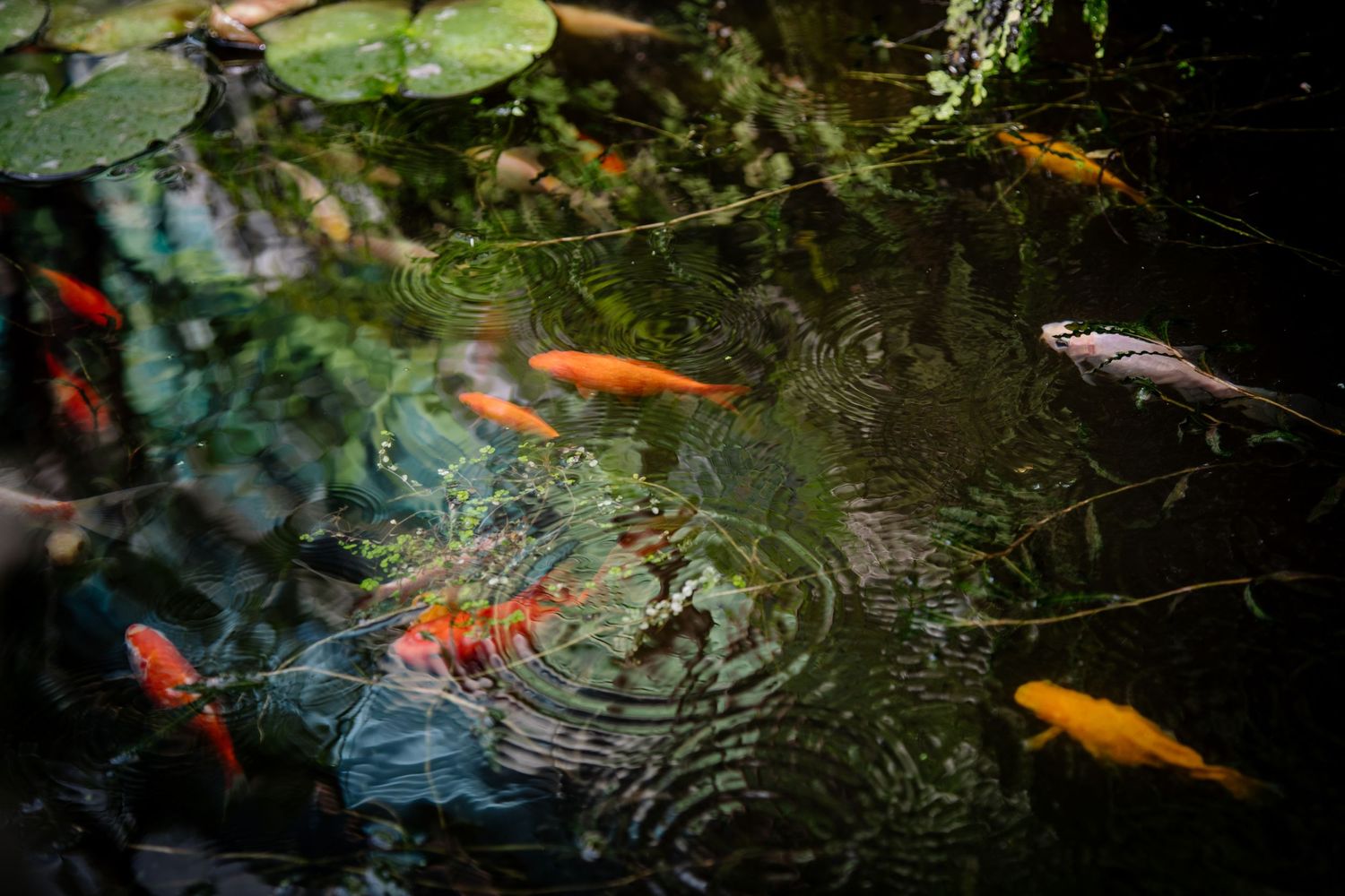 Colorful koi fish swimming beneath lily pads in a tranquil pond with rippling water.