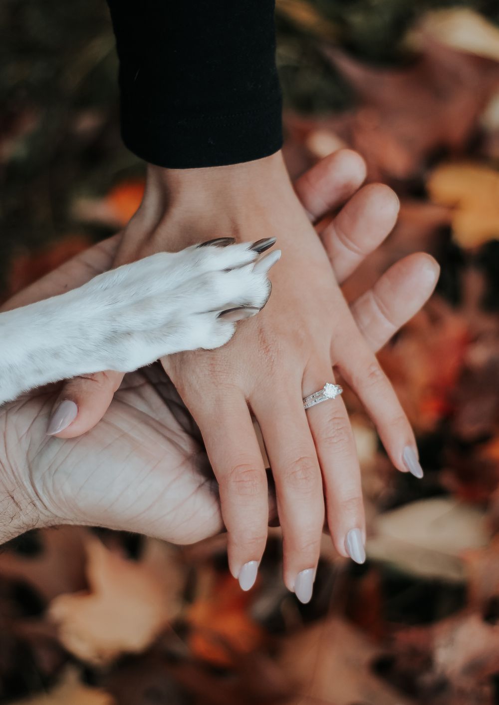 A dog's white paw rests on a hand wearing an engagement ring among fall leaves.