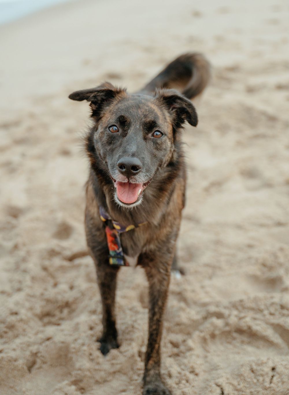 Happy brown mixed breed dog with perked ears standing on sandy beach.