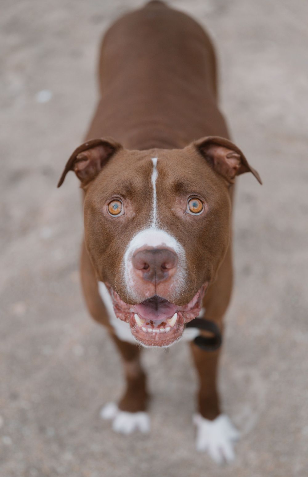 Close-up portrait of smiling brown and white pit bull dog looking at camera.