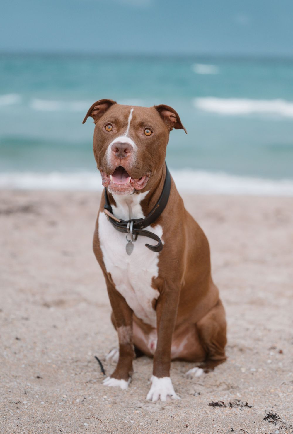 Happy pit bull dog sitting on beach with turquoise ocean waves in background.