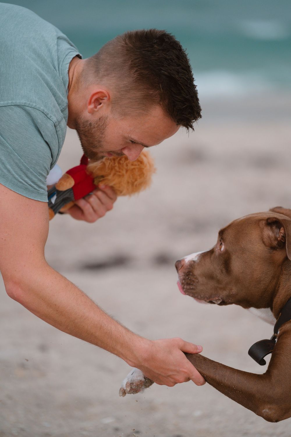 A sweet moment on the beach as a dog plays with a plush toy alongside their companion.
