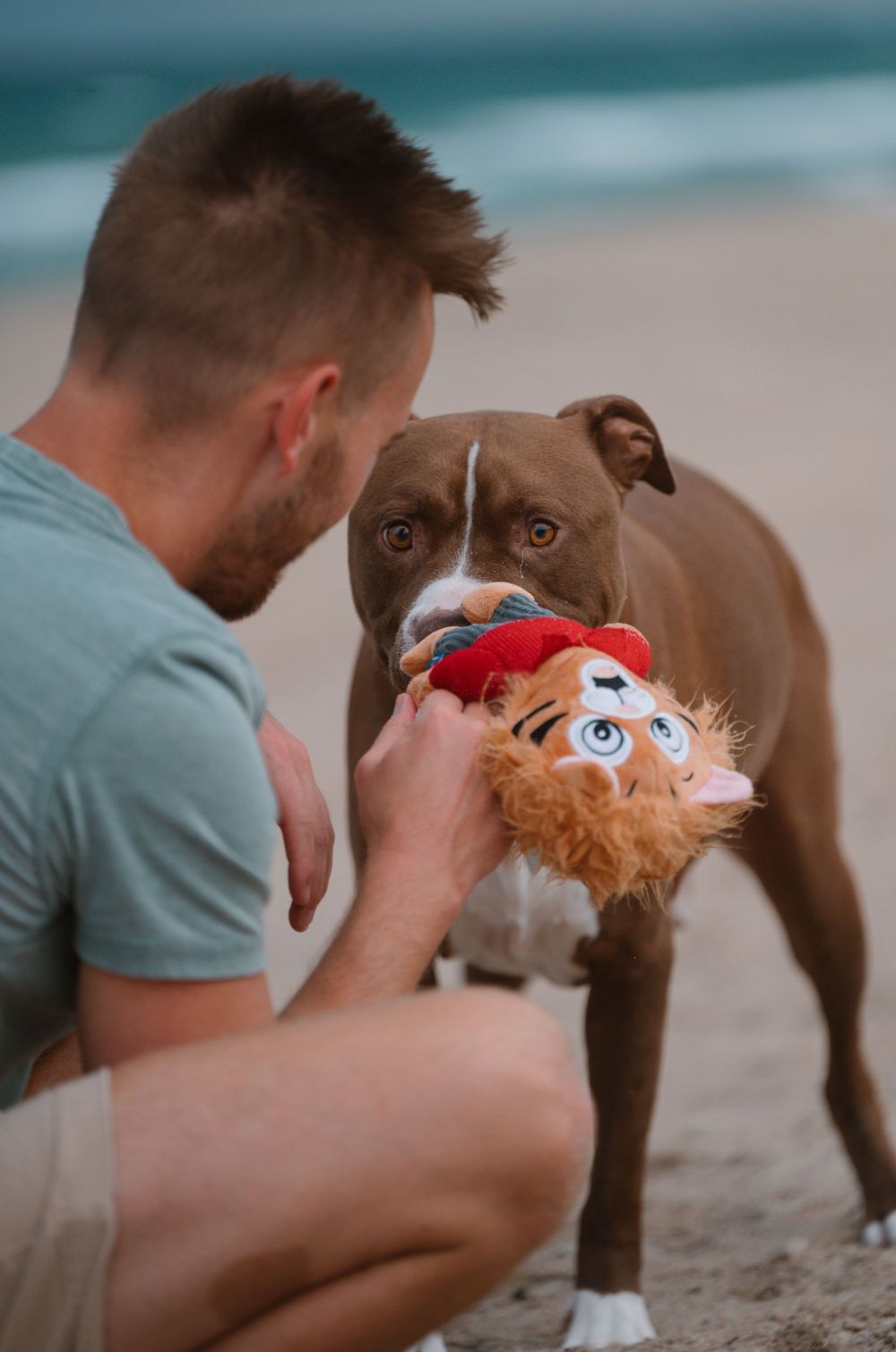 A brown pit bull dog plays with a red plush toy on a beautiful beach with turquoise waters.