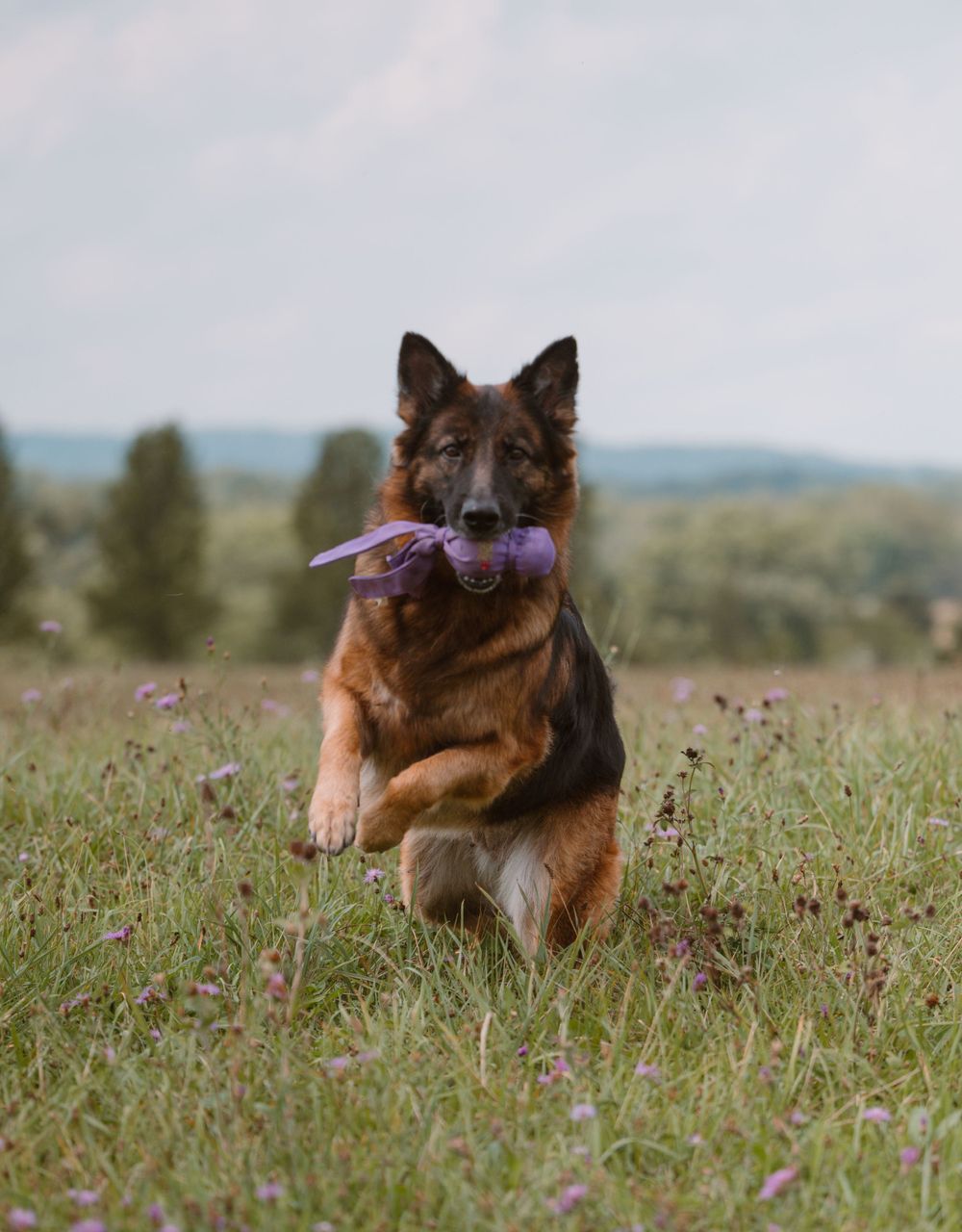 German Shepherd dog running through wildflower field carrying purple toy.