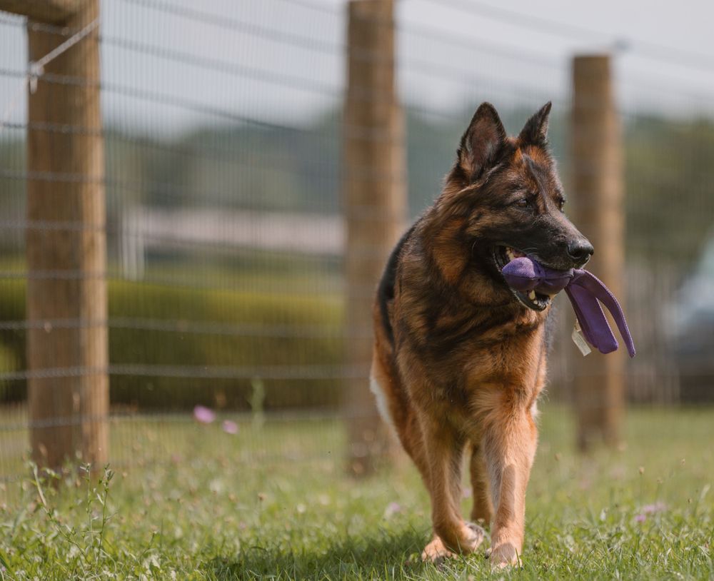 German Shepherd dog running with purple toy through grassy field with fence in background.