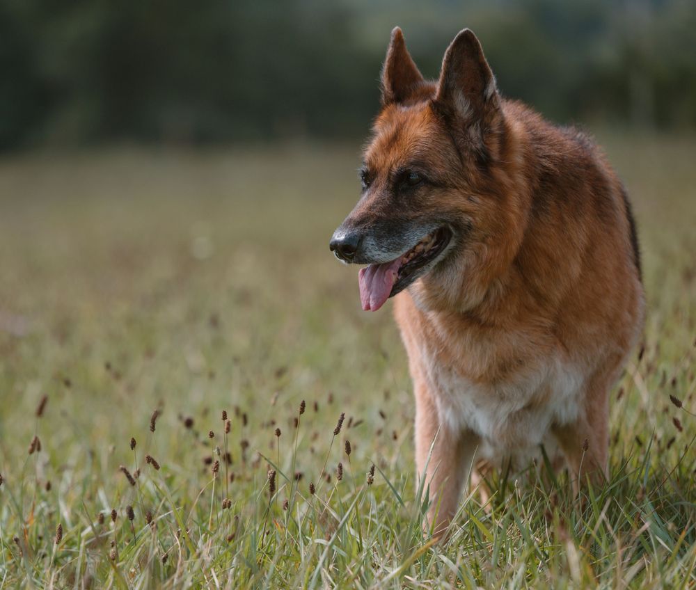 German Shepherd dog with alert expression standing in sunny meadow.