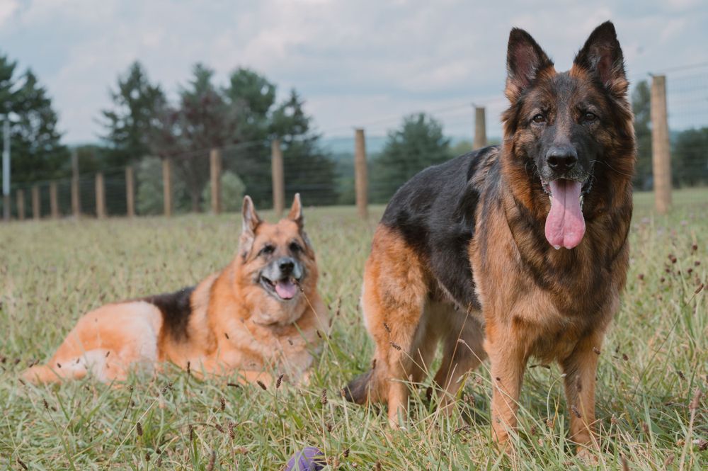 Two German Shepherd dogs resting in fenced field on sunny day.