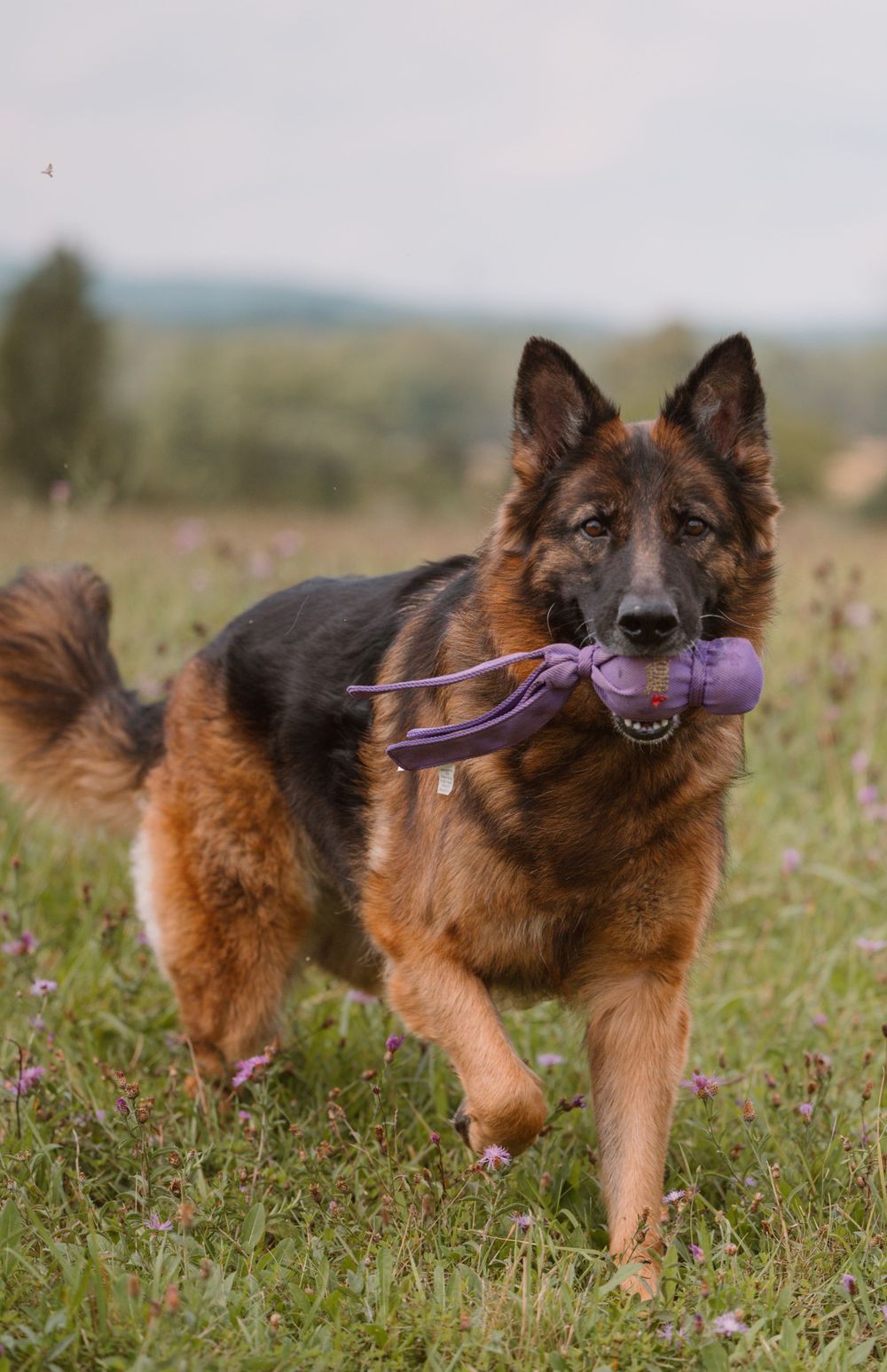 German Shepherd dog running through field carrying purple toy in mouth.
