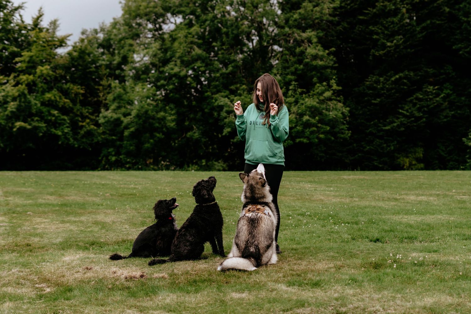 Dog walker in green sweater standing with three leashed dogs in a sunny field.