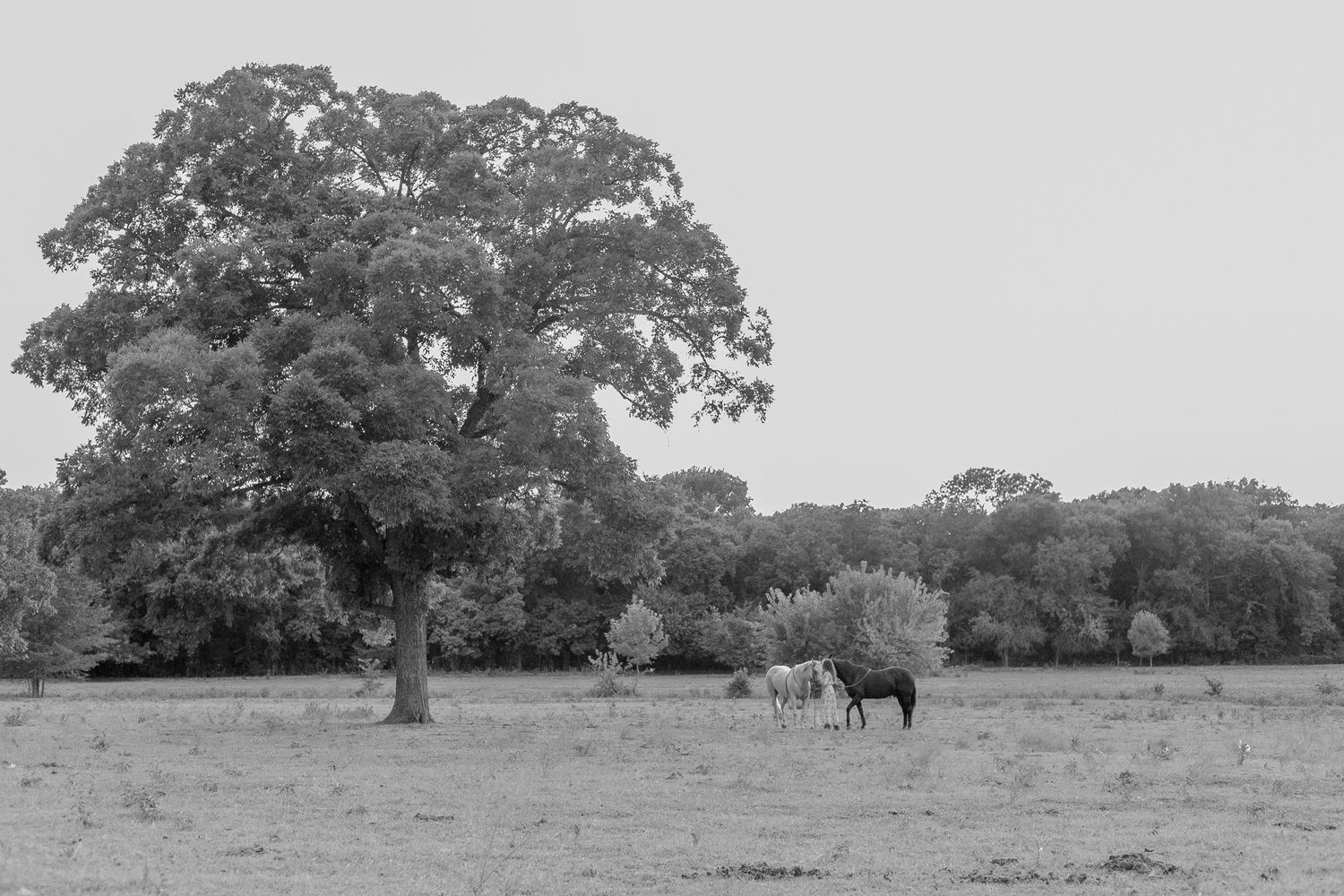 Black and white photo of two horses grazing beneath a large oak tree in an open rural pasture.
