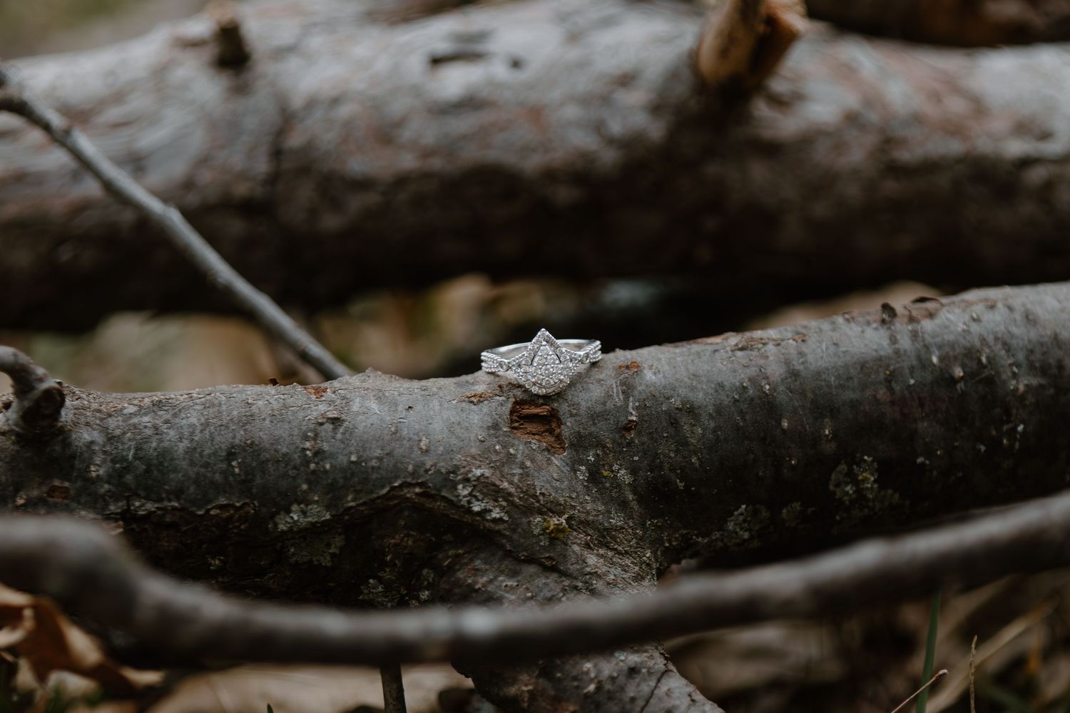 Diamond engagement ring perched on a rustic tree branch in artistic detail shot.