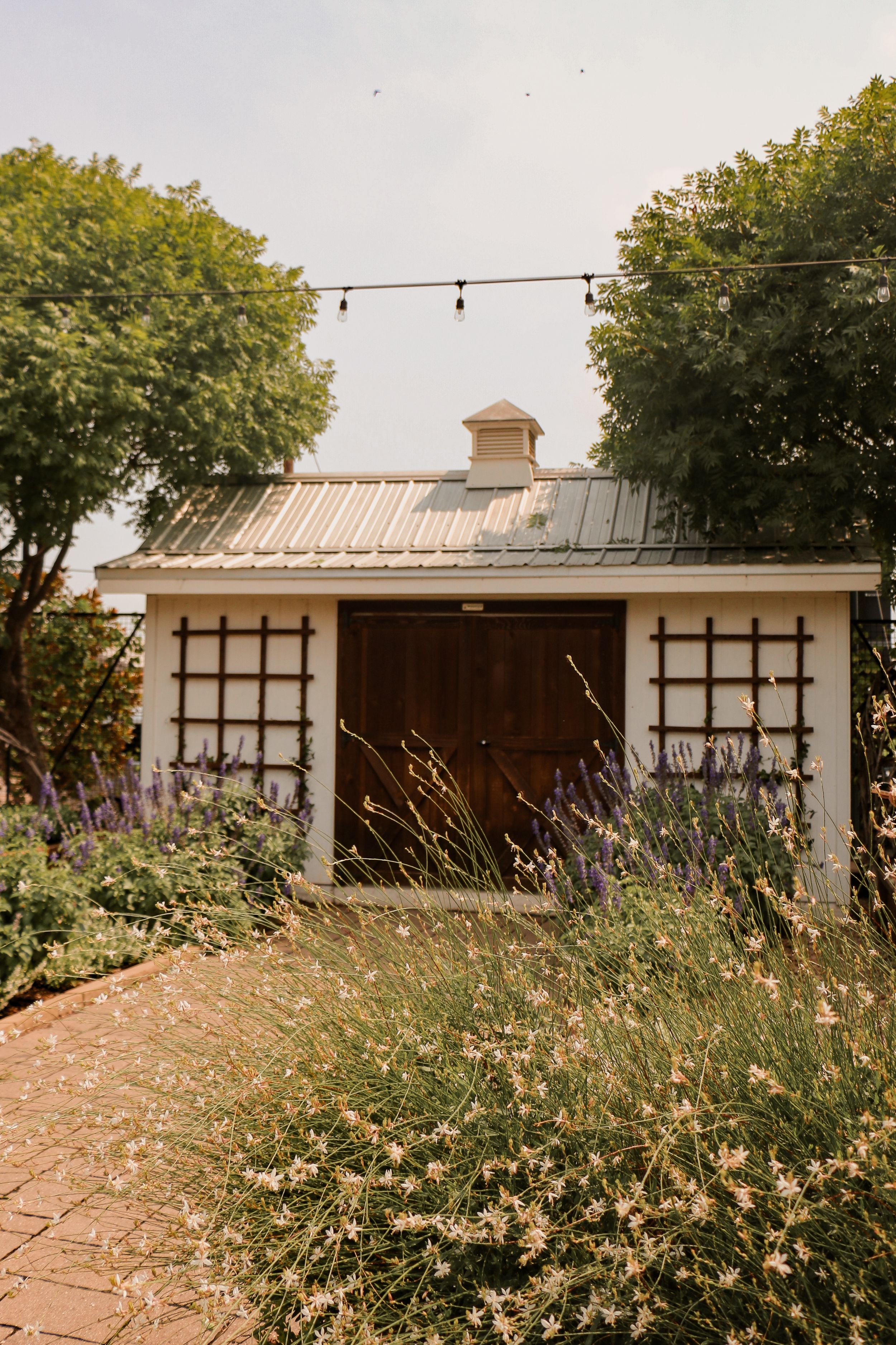 Small garden shed with string lights and lavender flowers in foreground.
