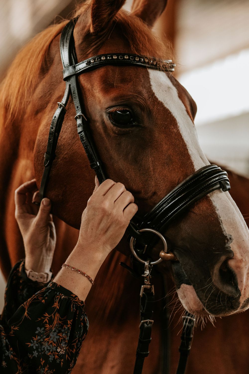 Close-up of chestnut horse in black bridle with woman's hand adjusting the cheekpiece.