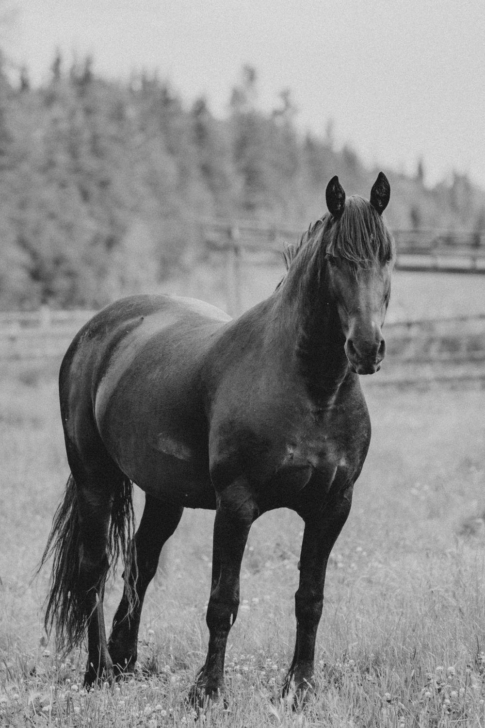 Black and white photo of a majestic dark horse standing in a grassy field with trees and a fence in the background.