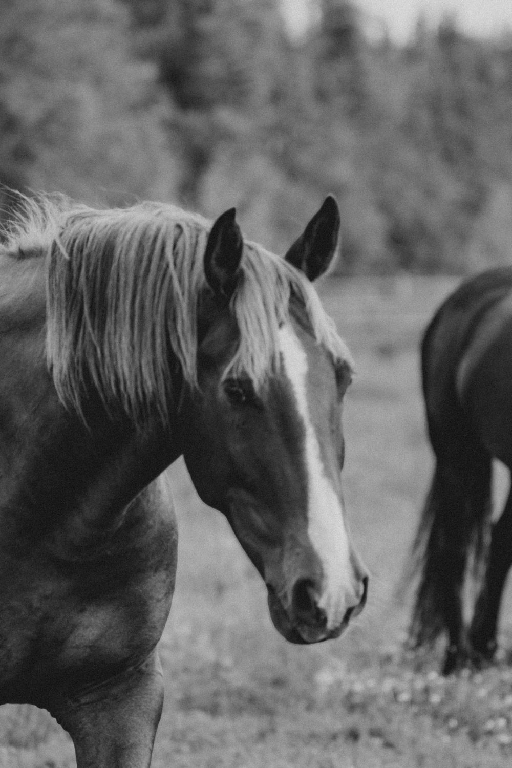Black and white portrait of a horse with a white blaze and flowing mane standing in a field with trees.