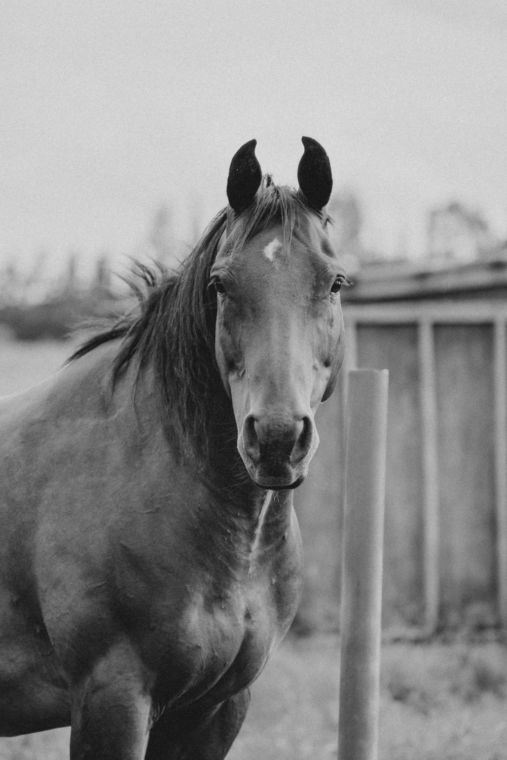 Black and white portrait of a horse facing camera in a farm setting with a fence post and building in background.