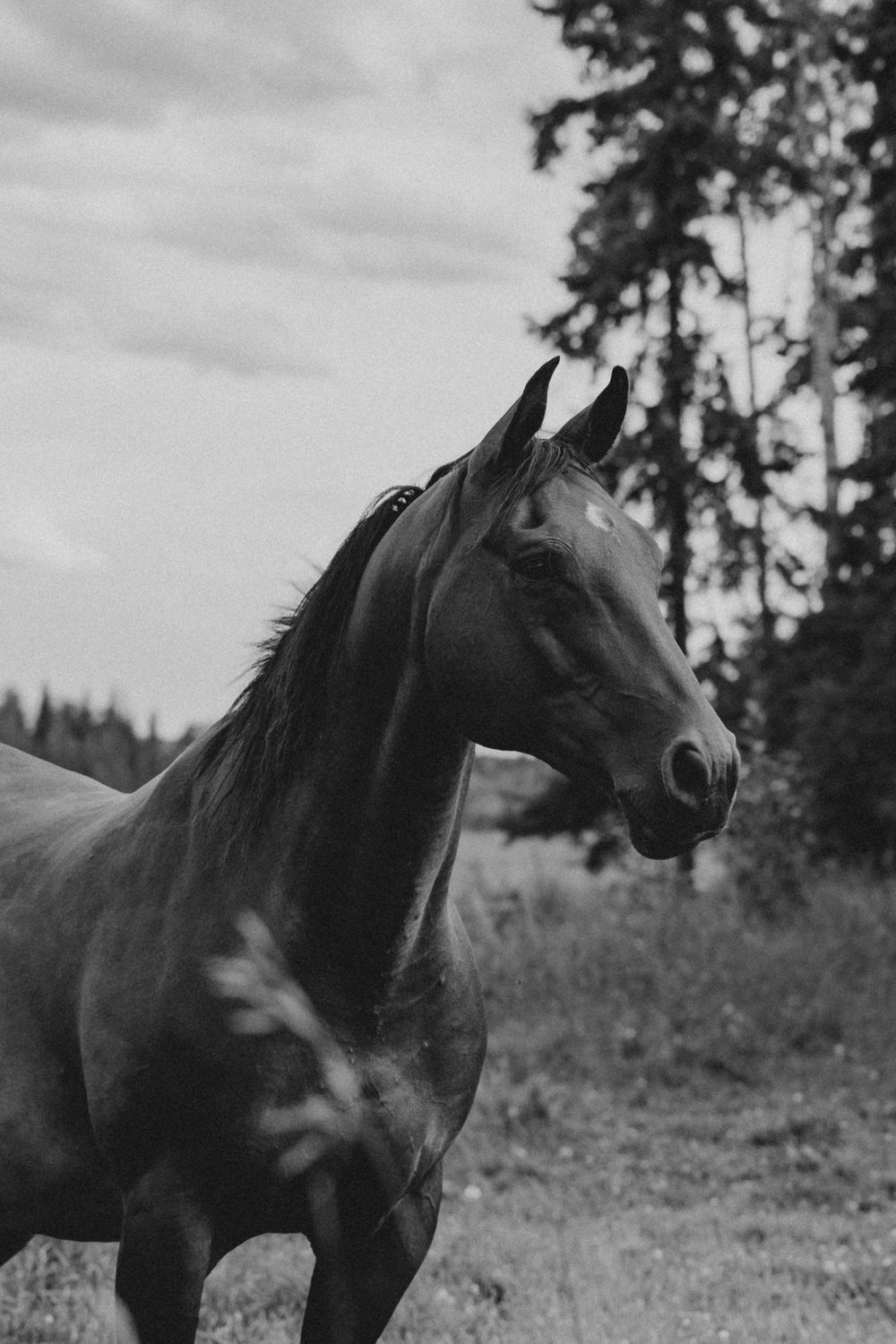Black and white photo of a majestic horse with flowing mane standing in a field with trees in the background.