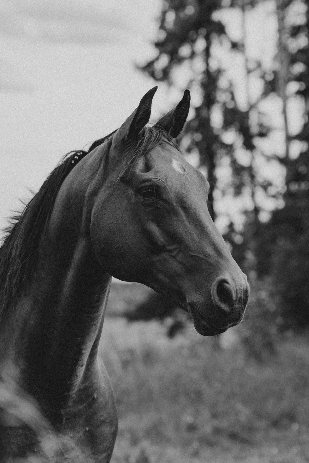 Black and white portrait of a majestic horse with alert ears, graceful neck, and expressive eye against a blurred tree backdrop.