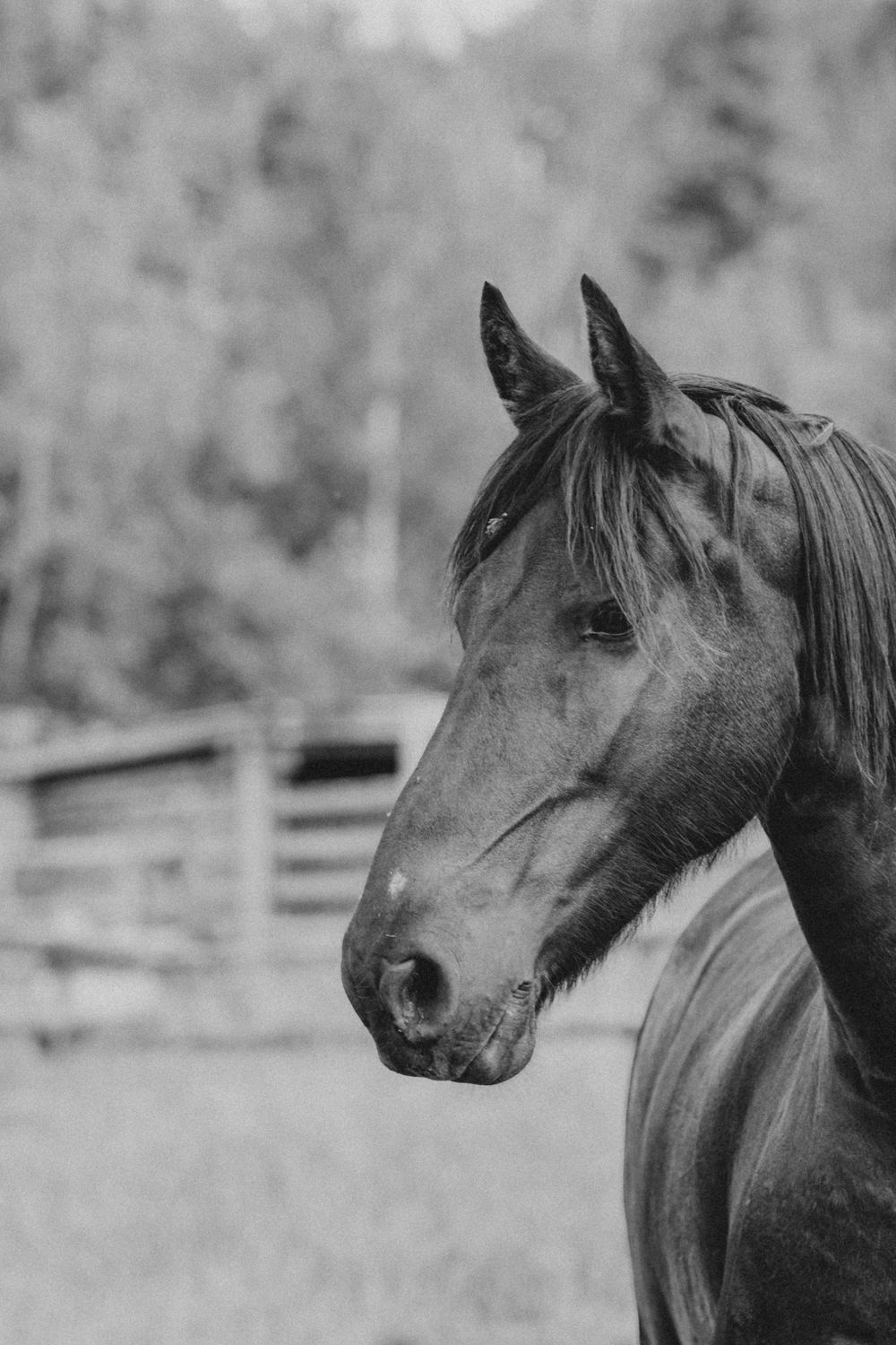Black and white portrait of a horse in a paddock with wooden fence and trees in the background.