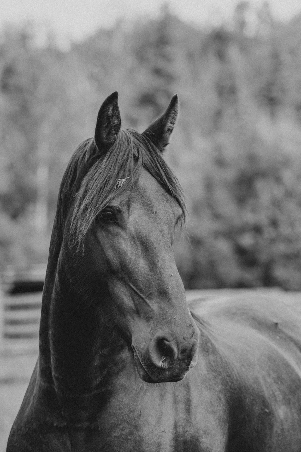 Black and white portrait of a majestic horse with alert ears, flowing mane, and soulful eyes against a blurred forest backdrop.