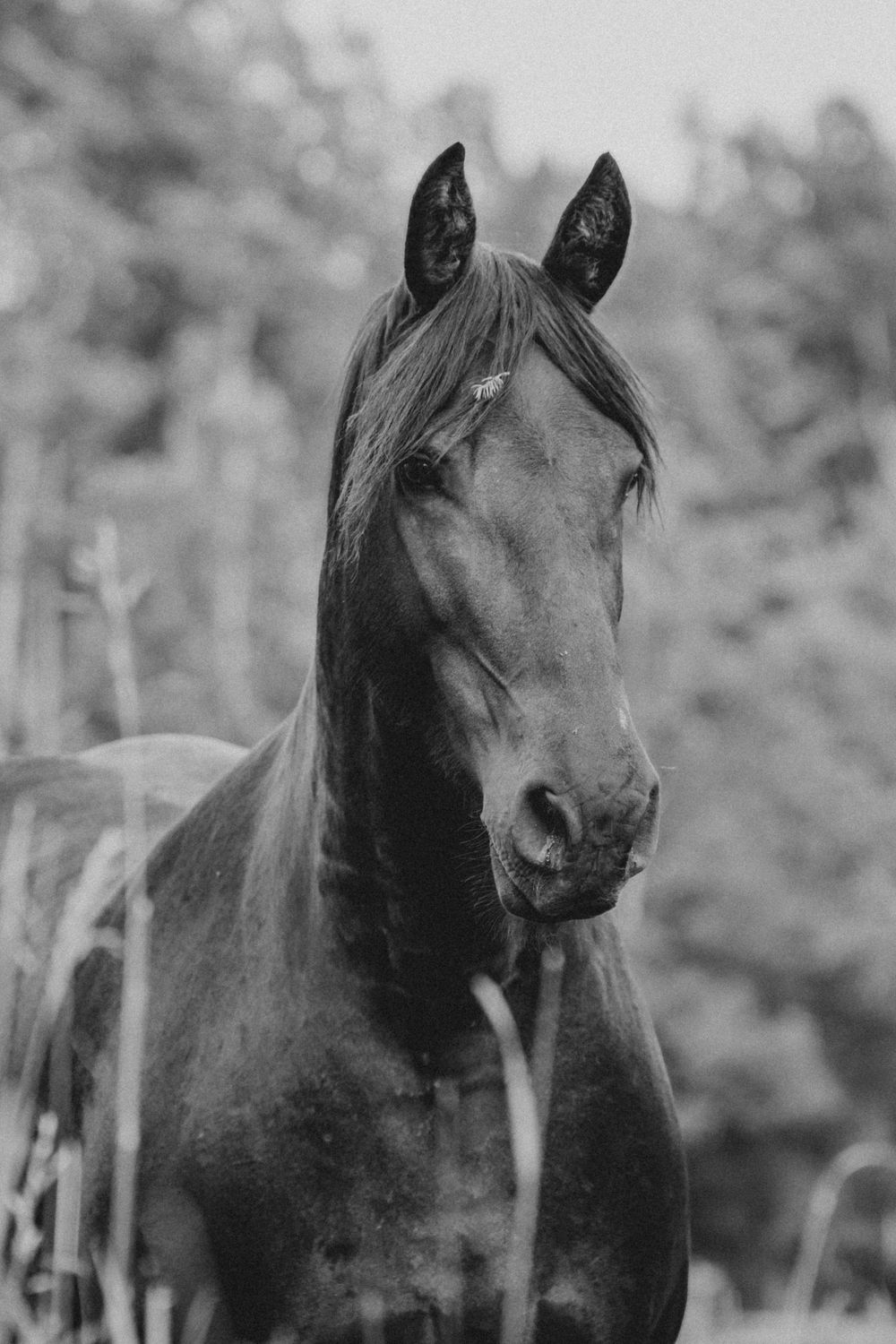Black and white portrait of a dark horse standing outdoors with trees in the background.