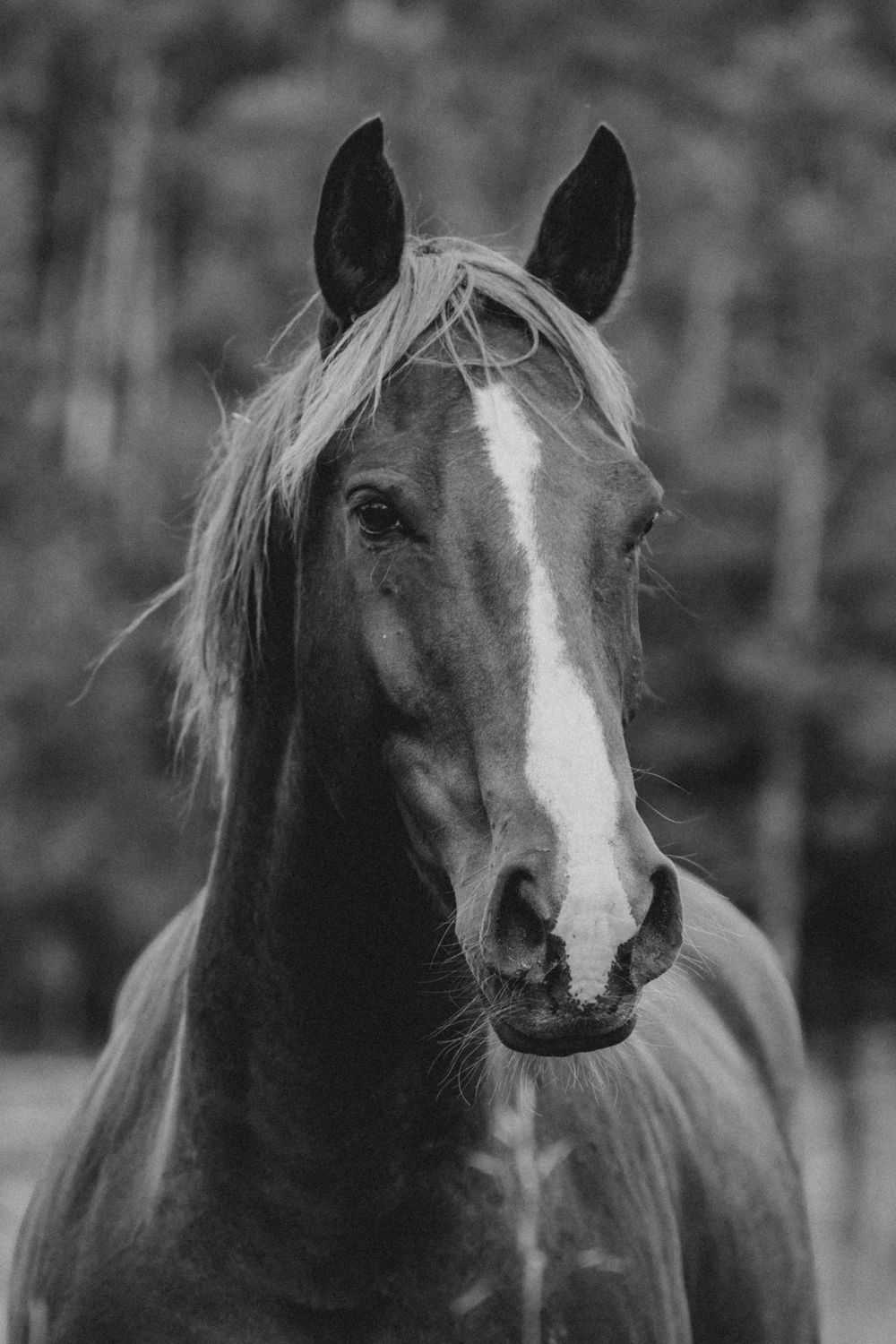 Black and white portrait of a majestic horse with a white blaze, alert ears, and flowing mane against a blurred forest backdrop.