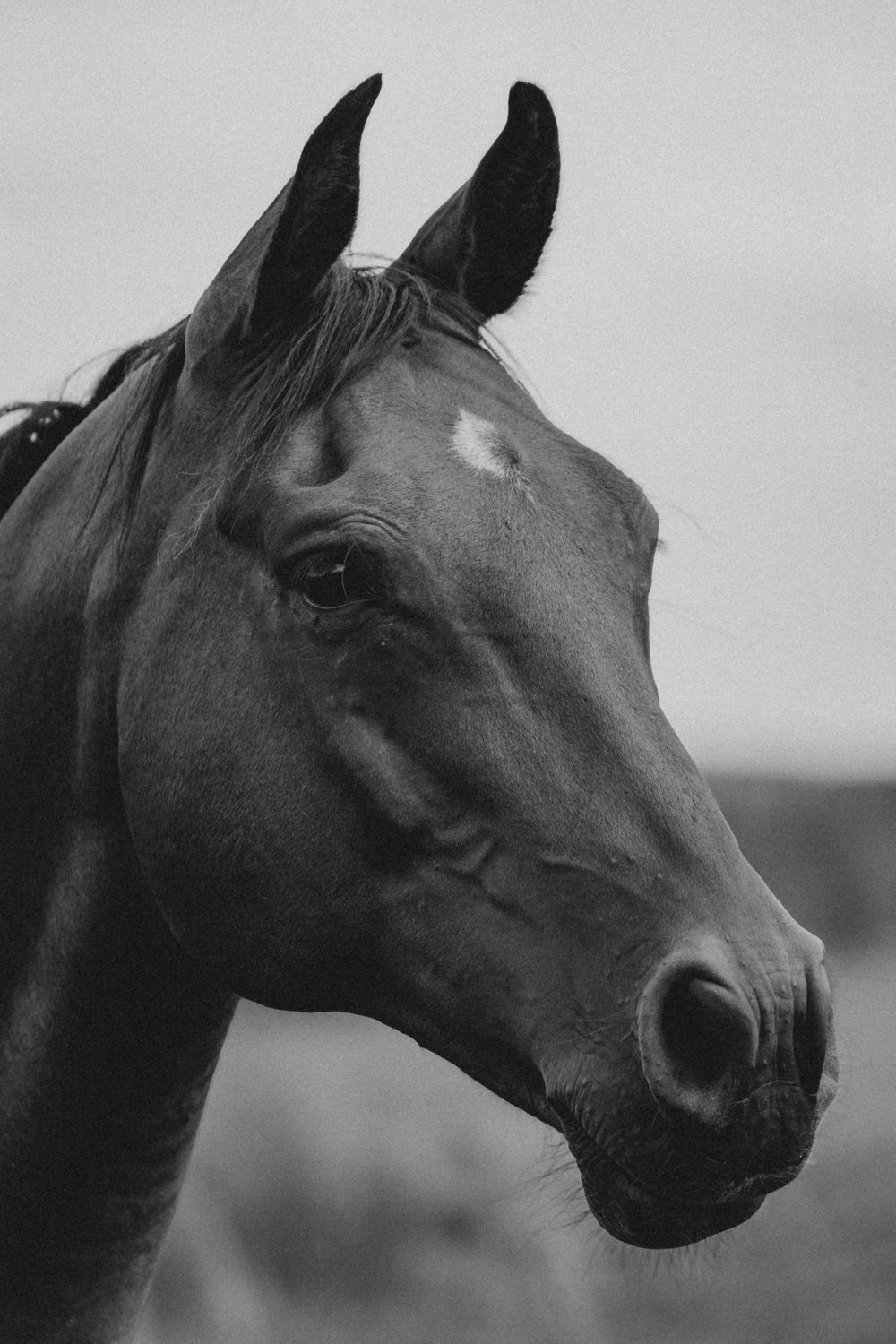 Black and white close-up portrait of a dark horse with a white star marking, showing detailed facial features.