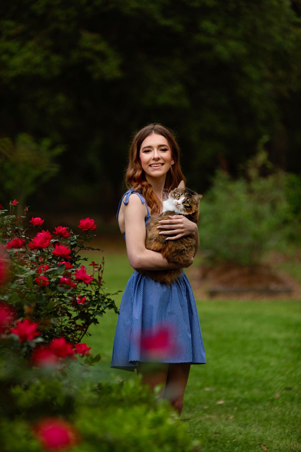 Senior graduate portrait with red roses and a pet cat in a blue dress.