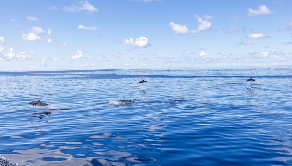 Pod of dolphins swimming in calm blue ocean waters under puffy white clouds.