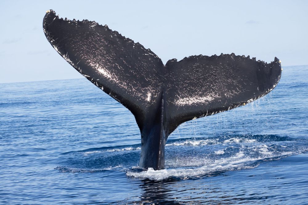 Dramatic shot of a humpback whale's tail fluke breaking the ocean surface.