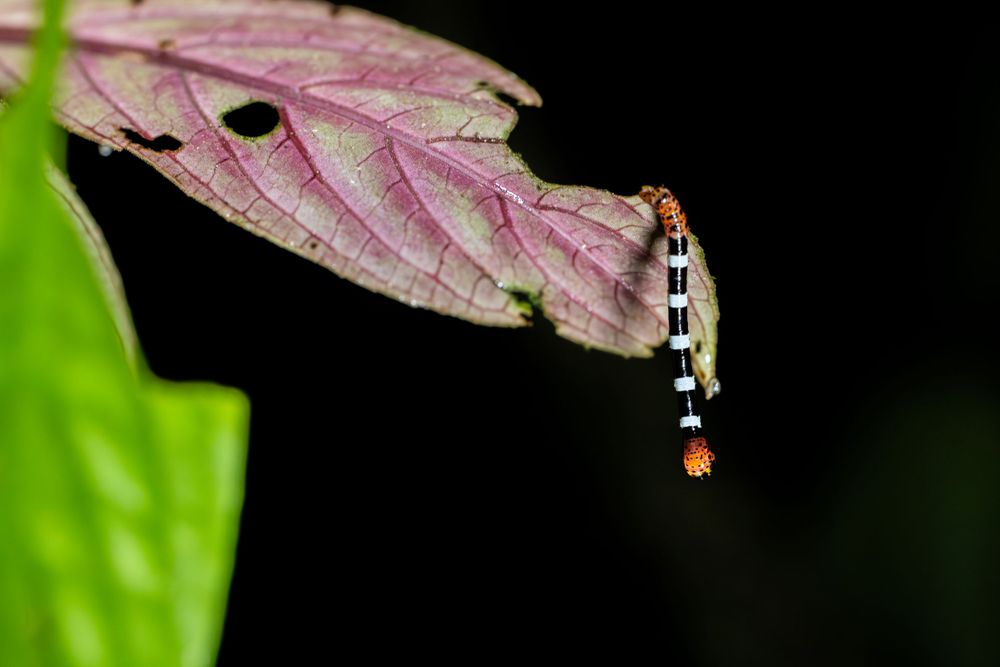 Macro shot of a small insect perched on a pink leaf against a dark background.