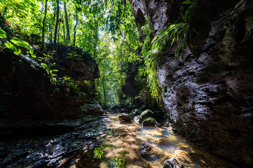 Sunlit rocky gorge with stream running through lush green forest.