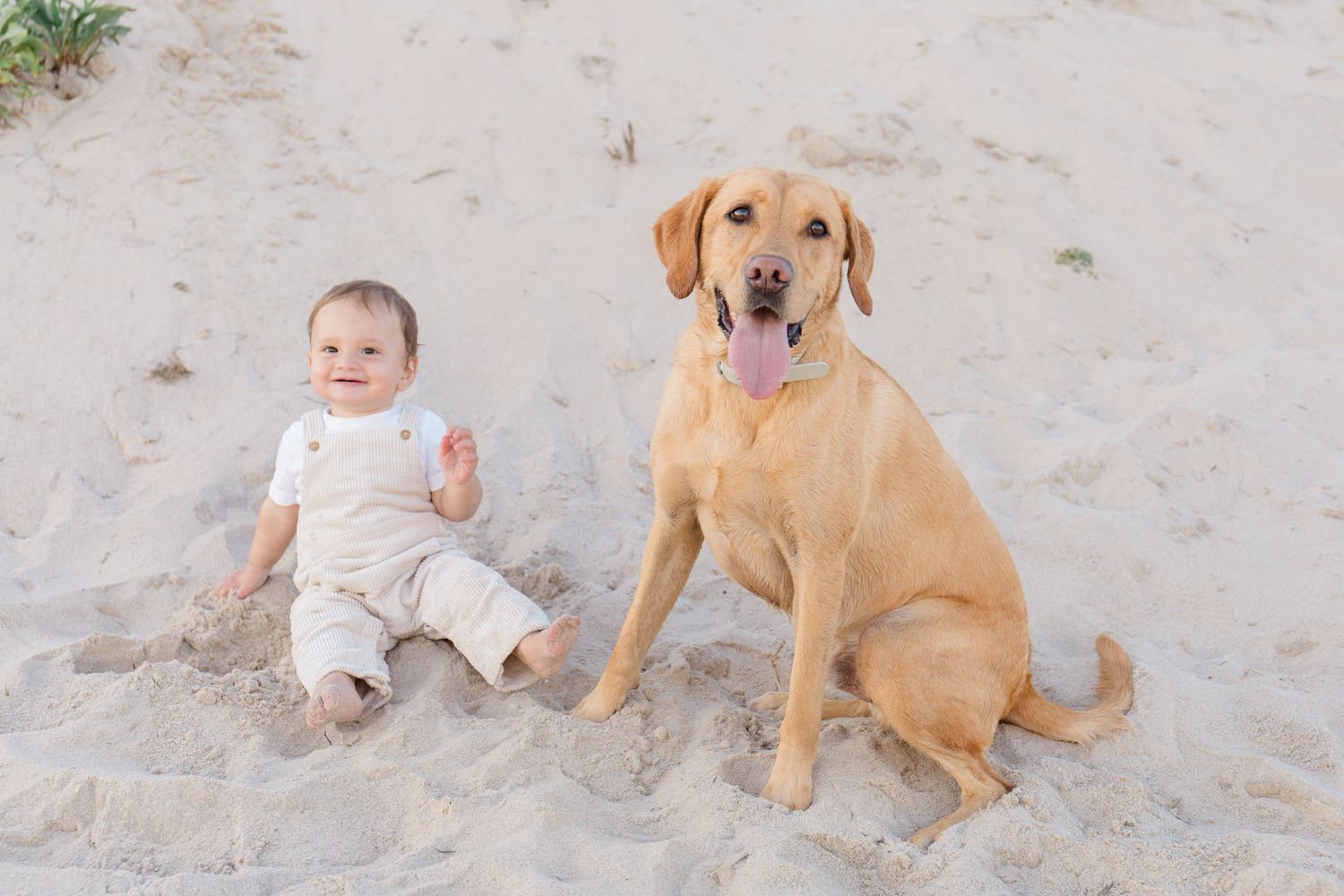 Yellow Labrador Retriever sits beside small child on sandy beach in matching light-colored outfits.