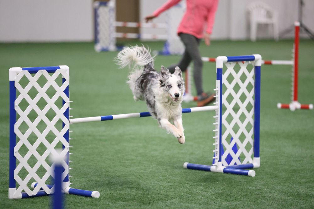 blue merle border collie