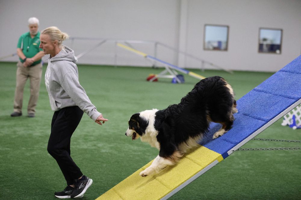 Tri colored aussie on a frame