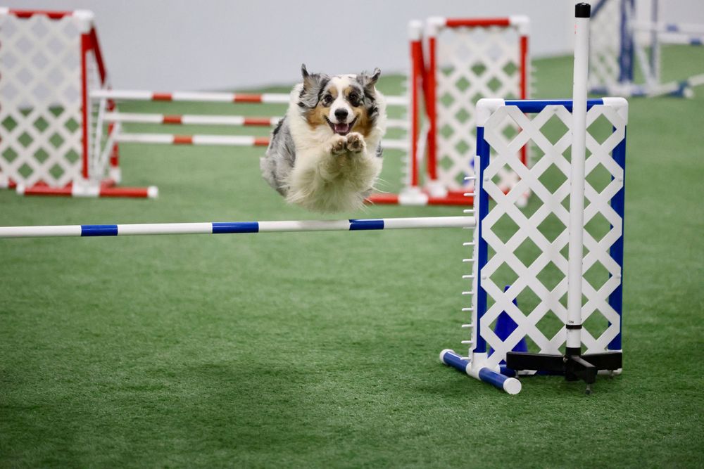 blue merle Aussie