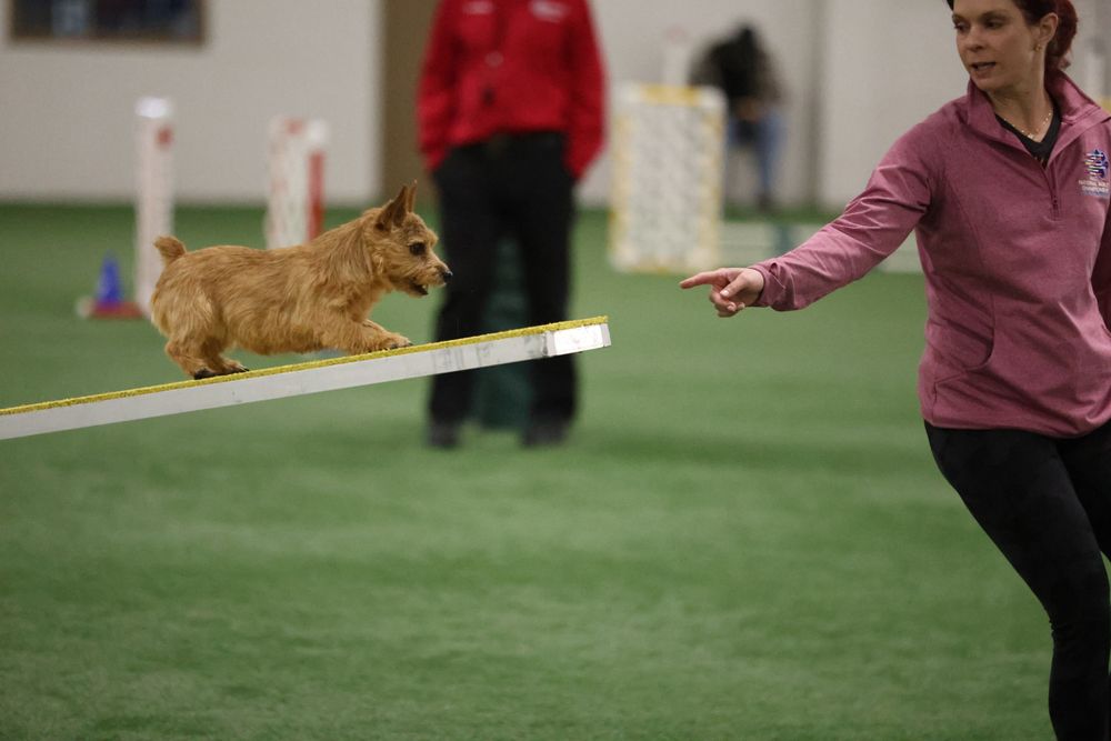 Norwich terrier on teeter totter