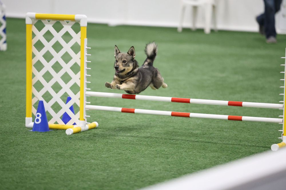 swedish vallhund